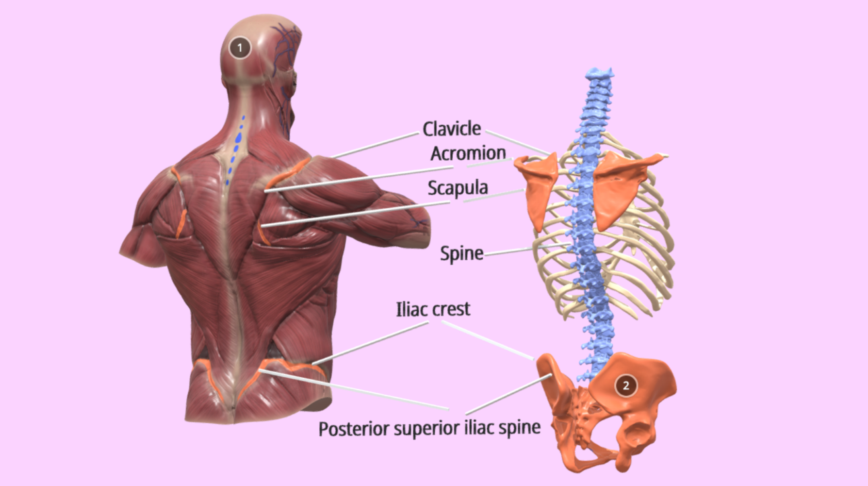 Human spine 3D